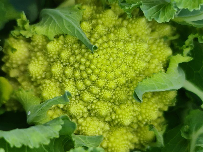 romanesco oogsten plukken keukenplanten