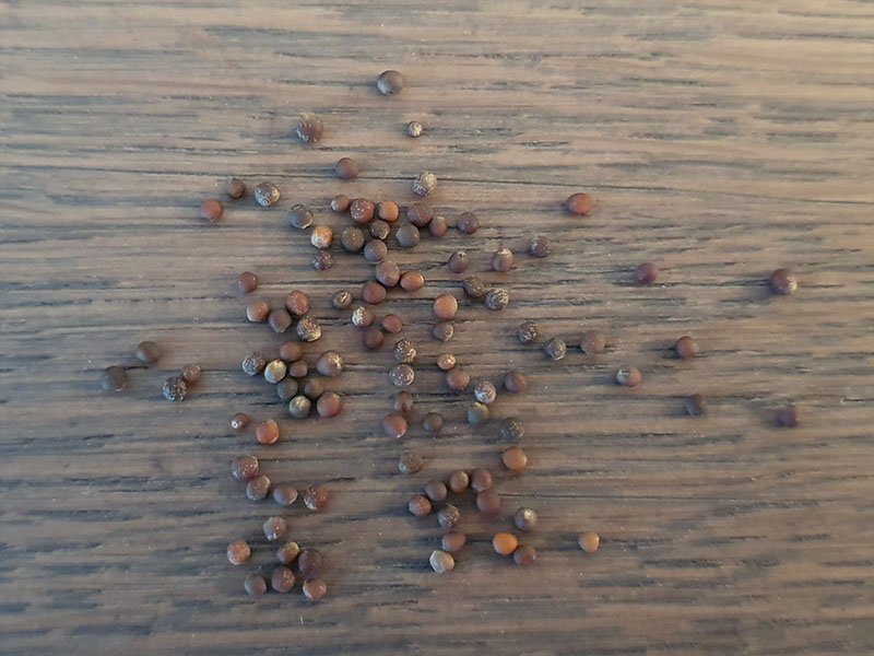 romanesco zaden zaadjes zaad keukenplanten