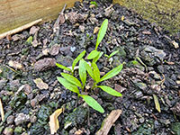 Wortelpeterselie kiemplantje