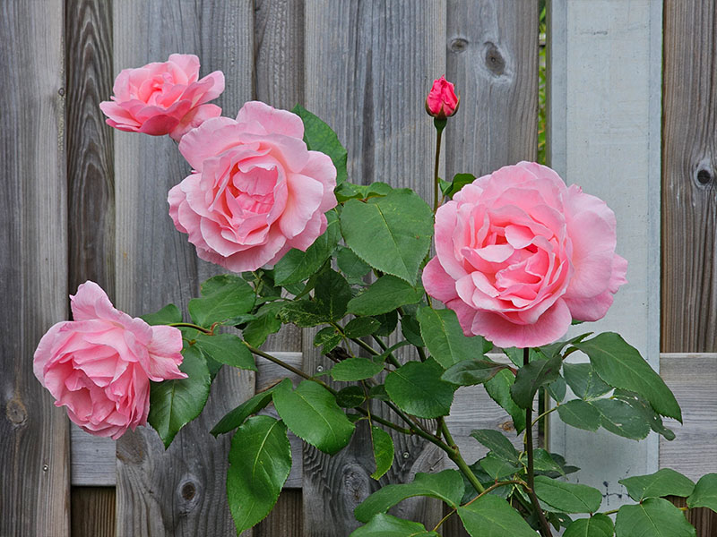 roos bloemen bloei bestuiven bestuiving keukenplanten
