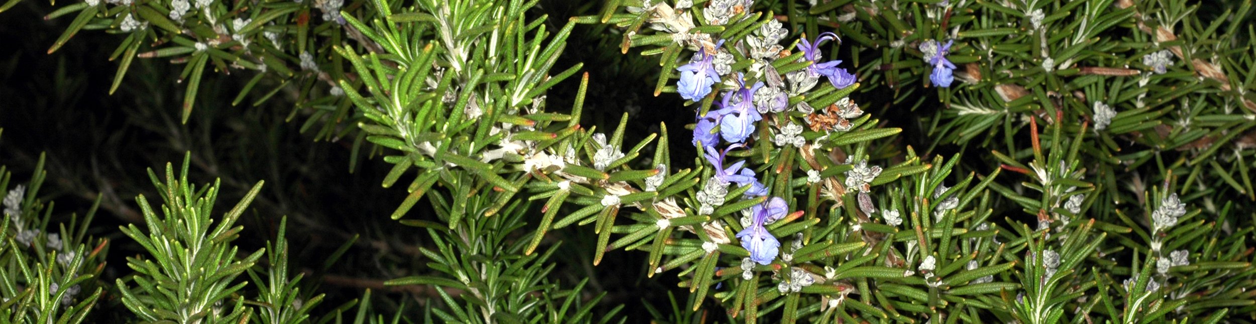 bureau Retoucheren verwennen Rozemarijn zaaien, kweken en oogsten! - Keukenplanten.nl