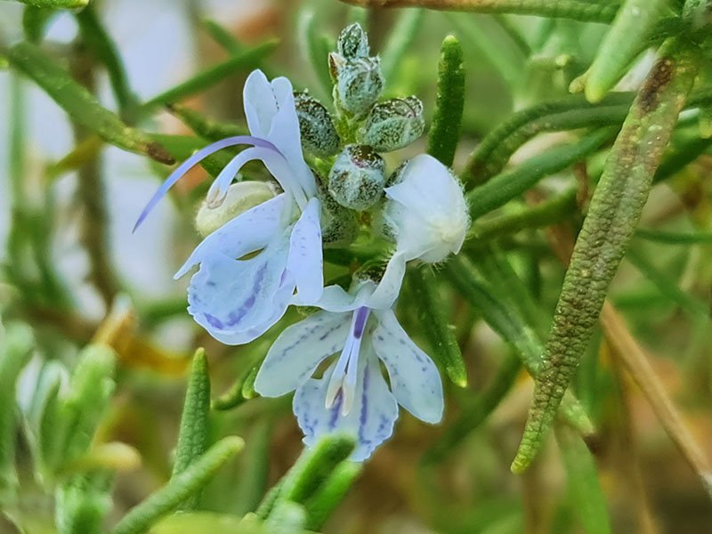 rozemarijn bloei rozemarijn bloemen rozemarijn bloemetjes bloeiende rozemarijn bestuiving bestuiven rozemarijn plant