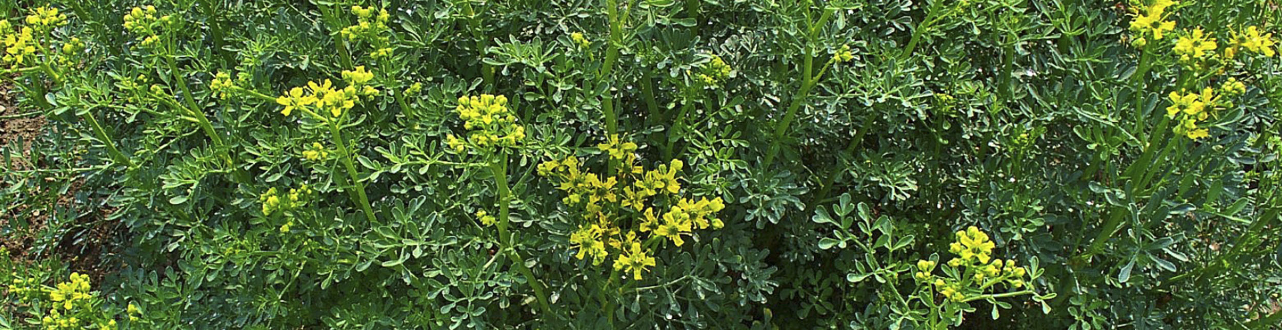 plant banner