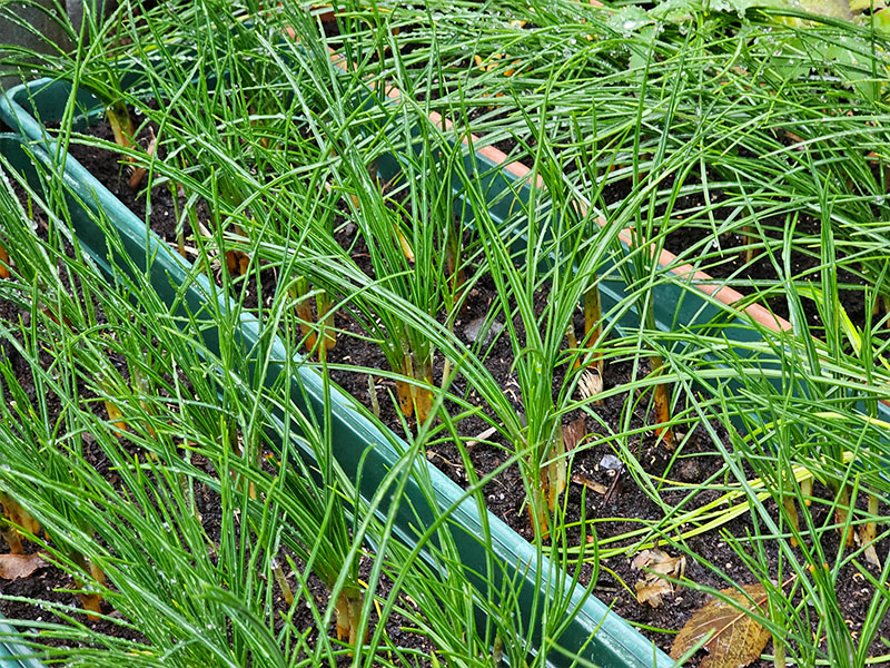 saffraanplanten saffraan plantjes na de bloei uitgebloeid gras krokussen na de bloei