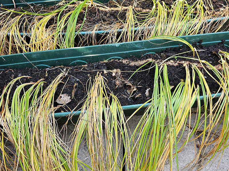 saffraanplanten saffraan plantjes na de bloei uitgebloeid gras verwelken loof verwelkt zomer