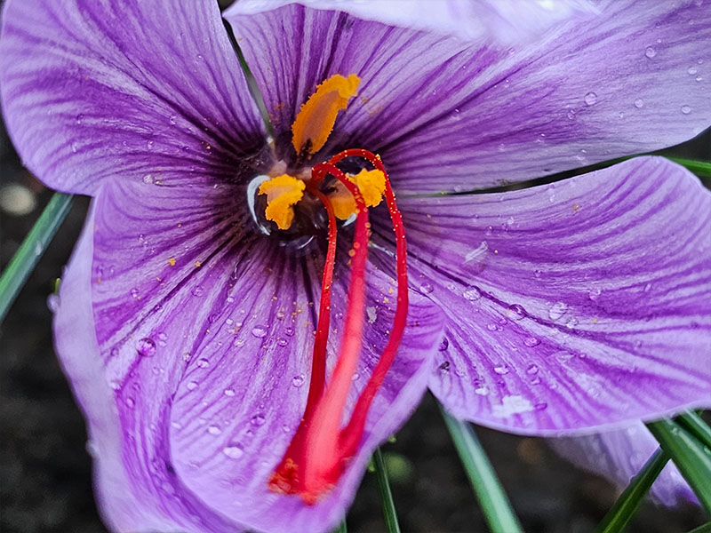 saffraan bloemen bloei bestuiven bestuiving keukenplanten