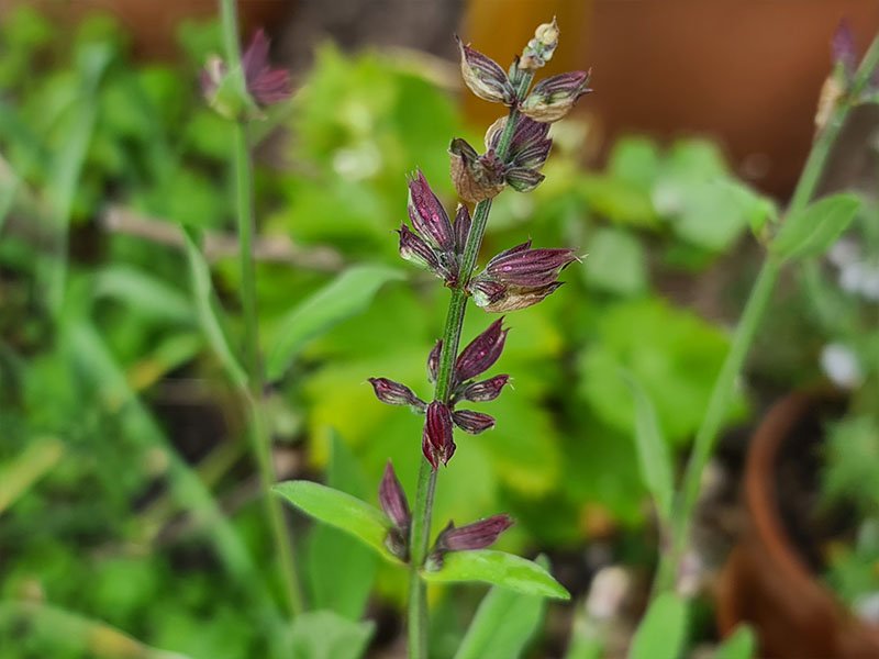 salie keukensalie bloei bloemen