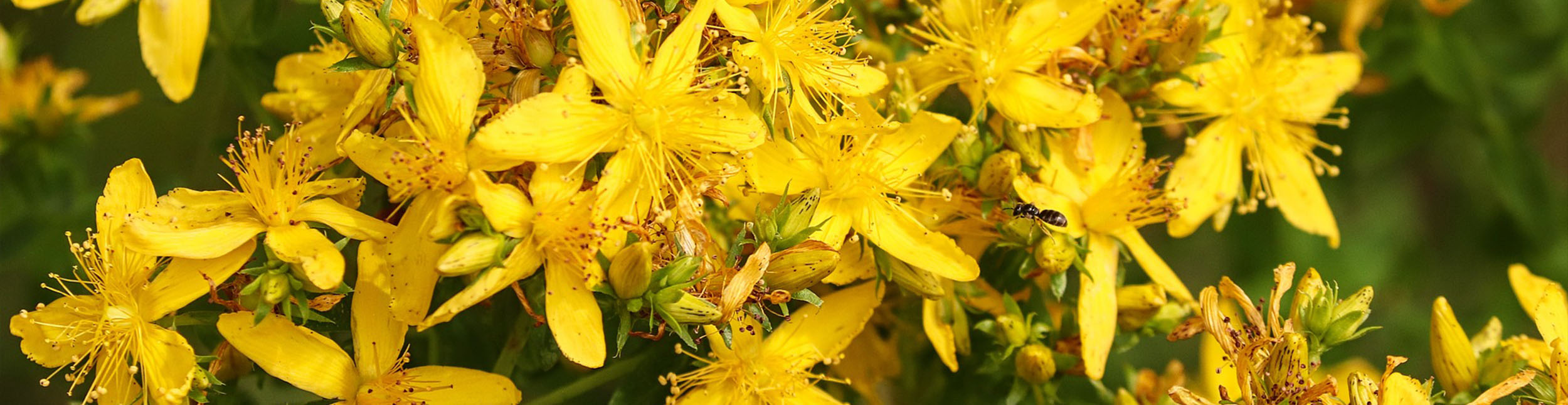 plant banner