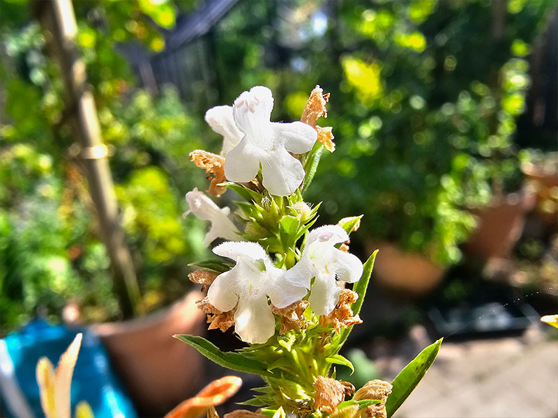 bonenkruid bloemen bloei bestuiven bestuiving keukenplanten