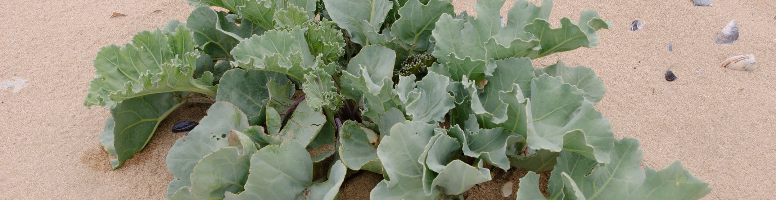 plant banner