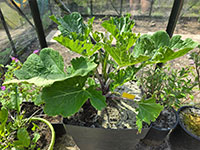Zeekool jonge plant