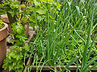 volgroeide plant