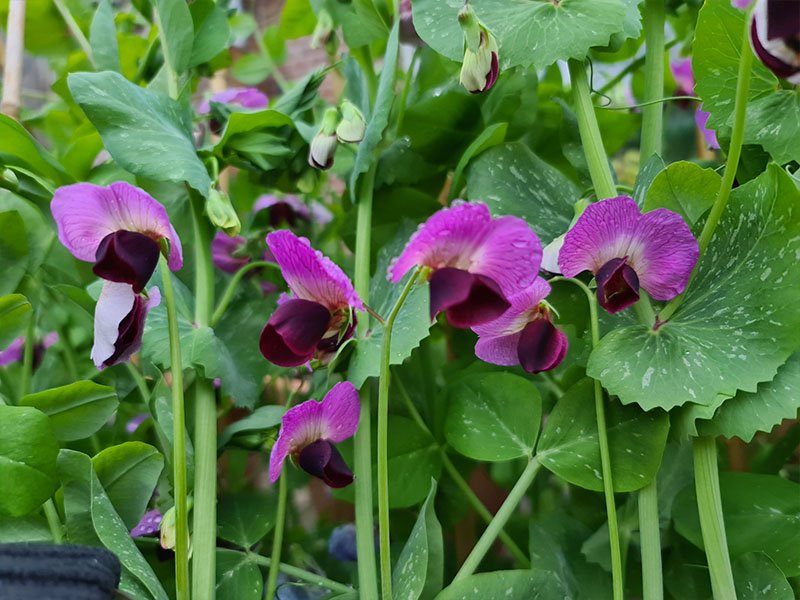 peulen paarse bloemen grijze roodbloeiende peultjes roze bloemetjes bloemen bloei