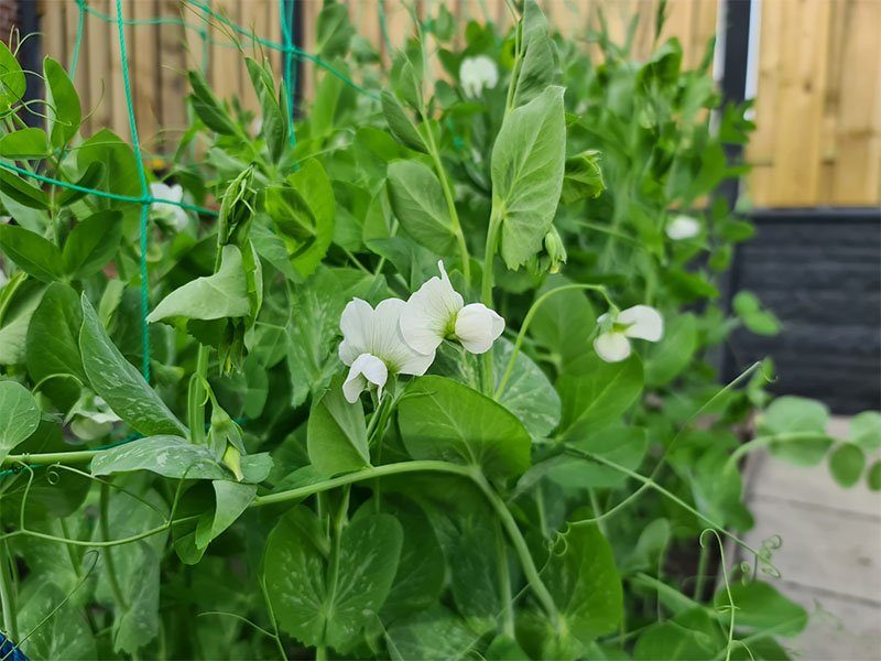 peulen witte bloemen witbloeiende peultjes witte bloemetjes bloemen bloei