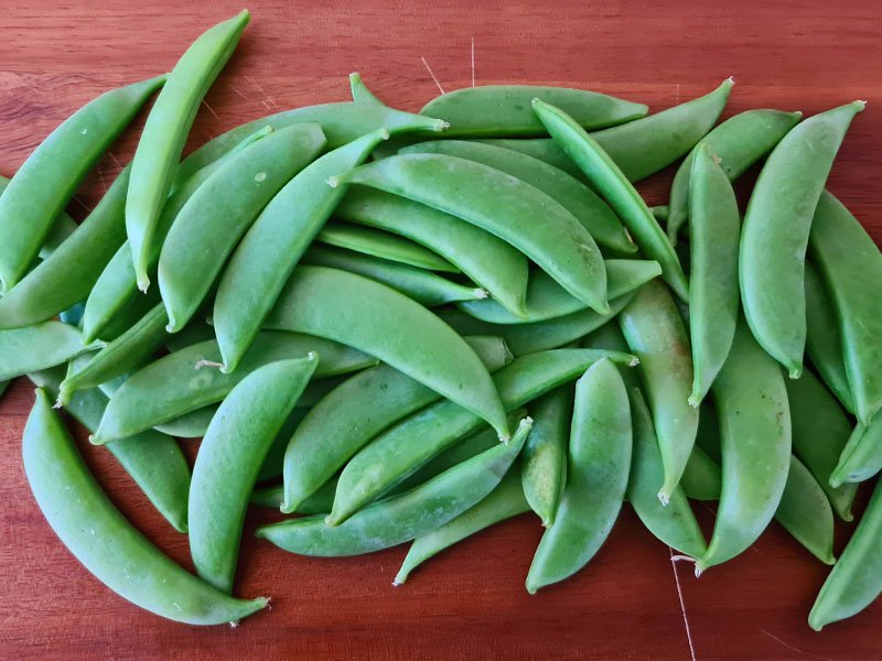 sugarsnaps planten peulen kweken sugarsnaps oogsten verschil peulen sugarsnaps