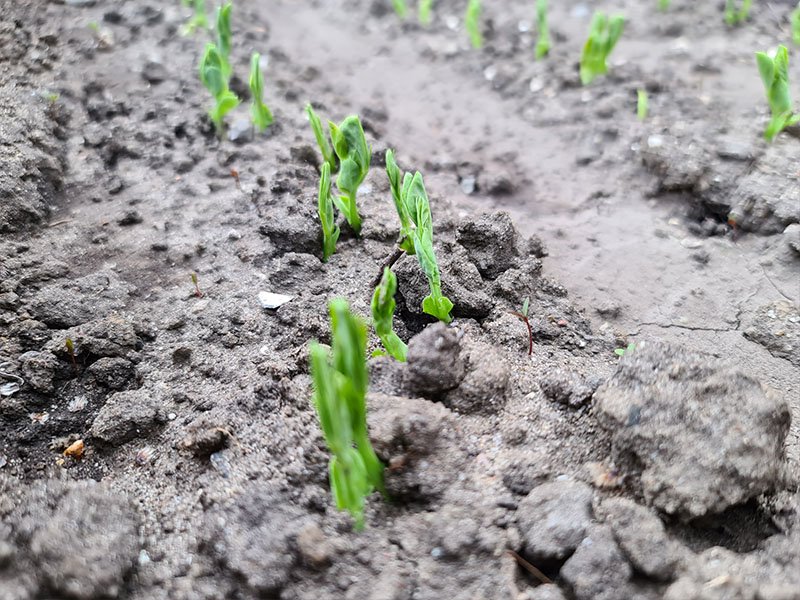 vliegtuig Infrarood paar Peul zaaien, kweken en oogsten! - Keukenplanten.nl