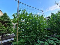  volgroeide plant