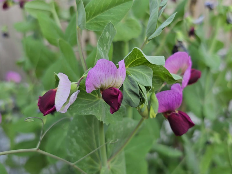 peulen bloemen bloei bestuiven bestuiving keukenplanten