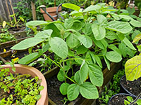  grotere plant