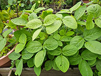  volgroeide plant