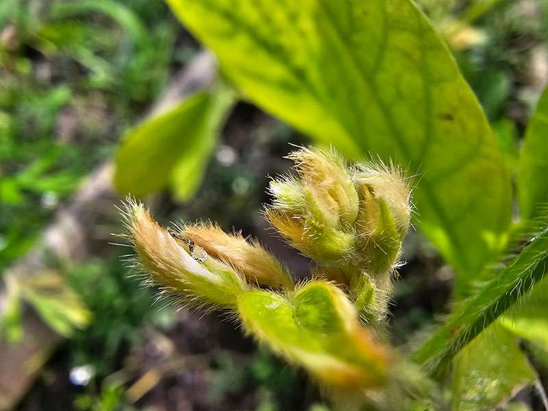 soja bloemen bloei bestuiven bestuiving keukenplanten
