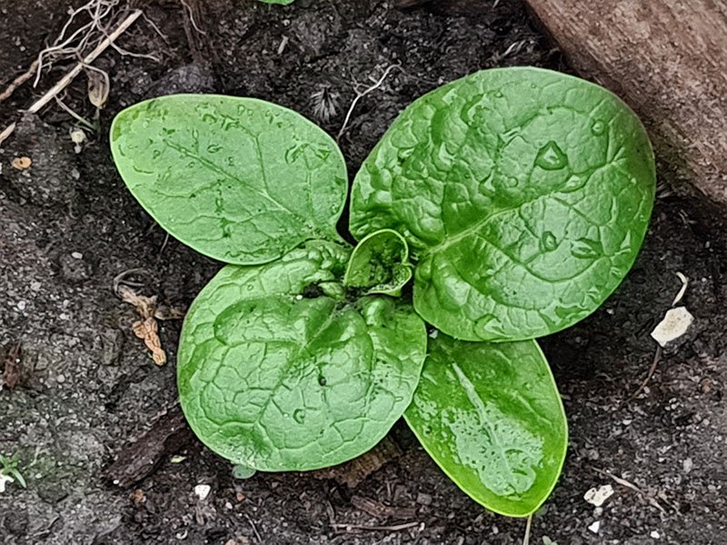 spinazie plant