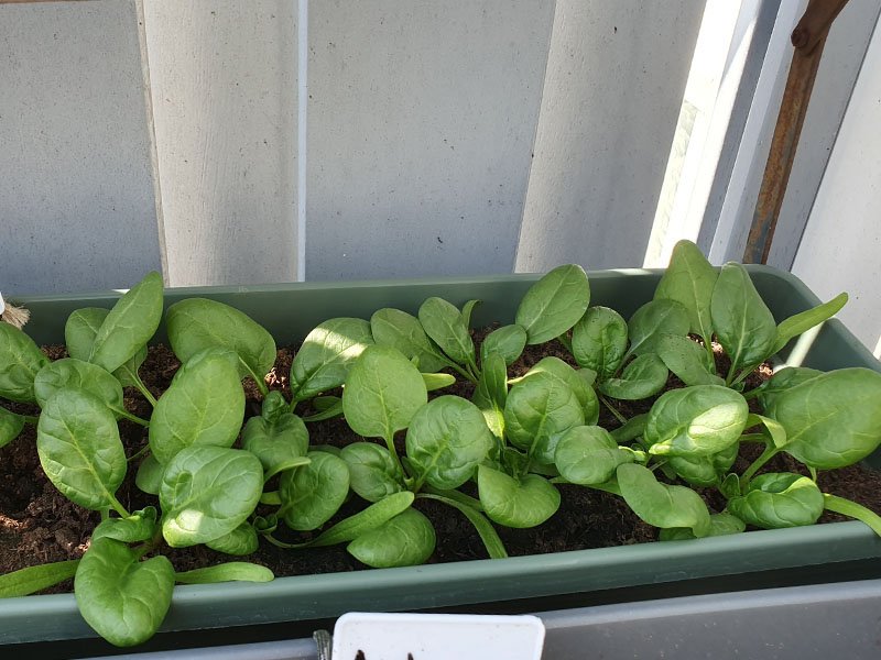 spinazie planten
