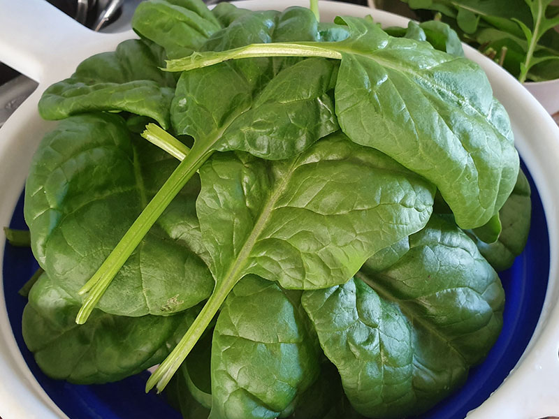 spinazie oogsten plukken keukenplanten