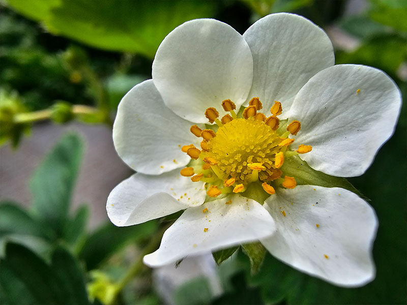 aardbeien zelfbestuivend bestuiving aardbeien bestuiven meeldraden stampers bloemen aardbeitjes