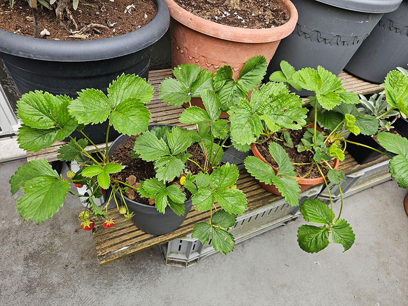 aardbeien kweken in pot aardbeienplantjes in bakken kweken op het balkon balkonmoestuin aardbeien plantenpotten