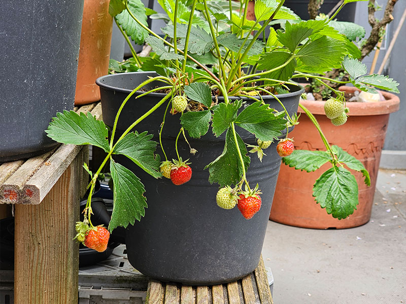 aardbei kweken in pot balkonmoestuin aardbeienplanten in potten planten aardbeien