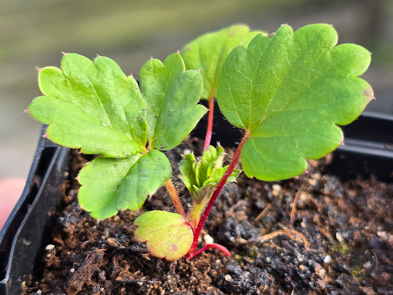 groot kiemplantje van een aardbeienplant die uit zaad is opgekomen