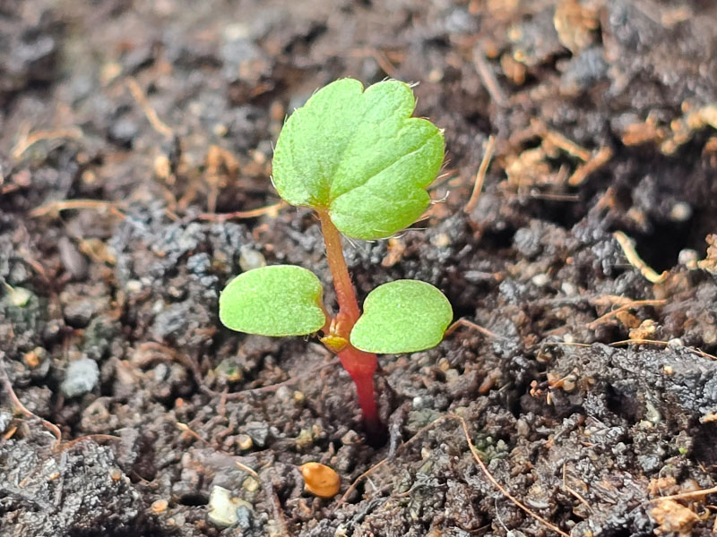 klein kiemplantje van zelf gezaaide jonge aardbeienplantjes dat net is opgekomen na het zaaien