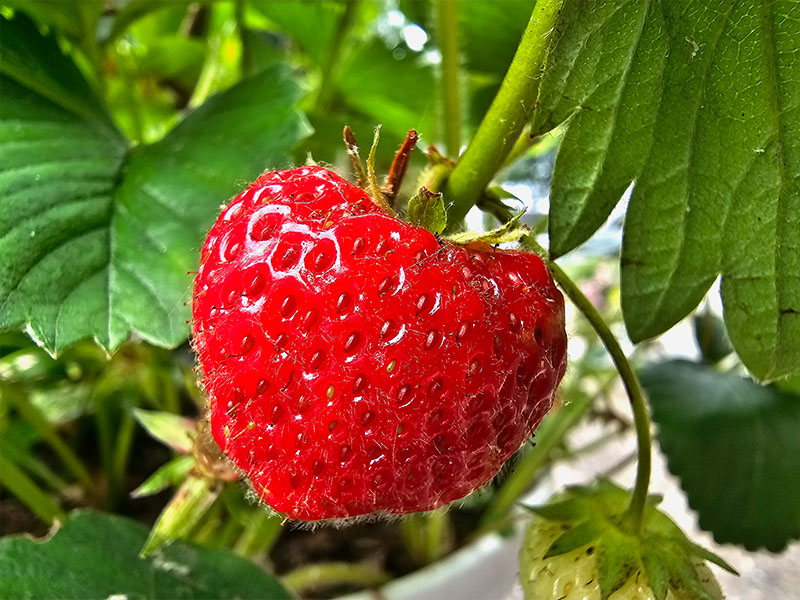 wanneer aardbeien plukken rijpen vruchtjes
