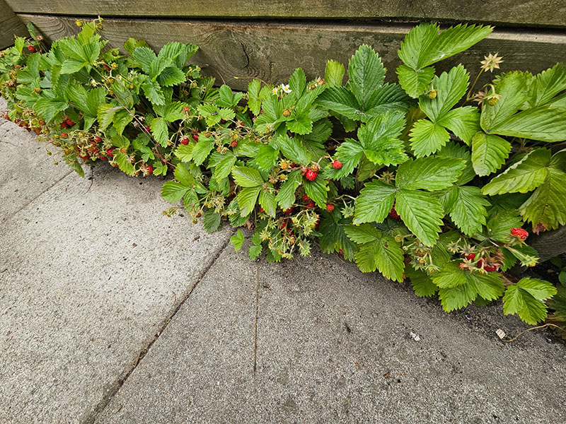 woekerende aardbeitjes bosaardbeitjes plantjes moestuin bosaardbei kweken bosaardbeitjes planten