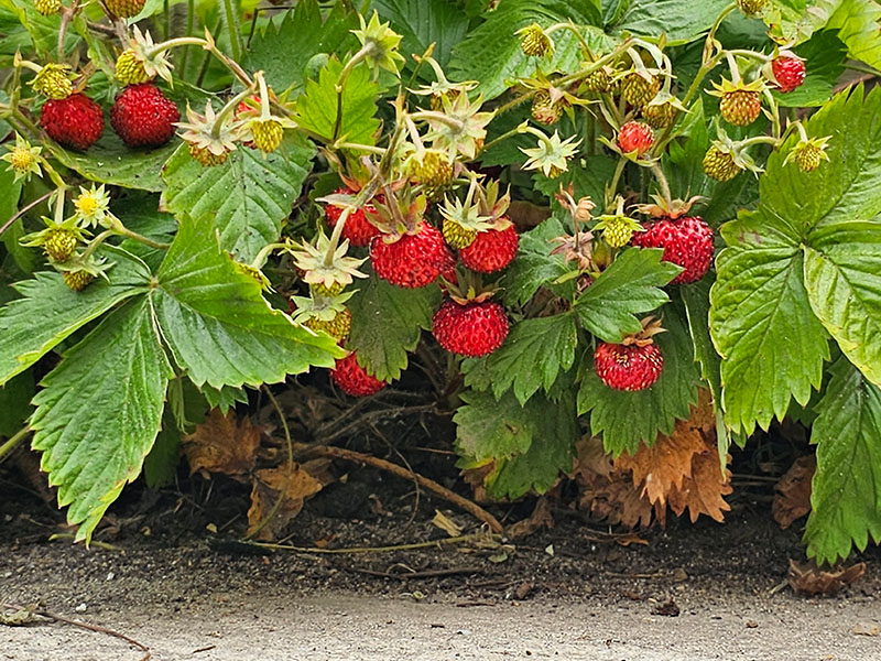 wilde aardbei bosaardbei vruchtjes bosaardbeitjes plukken