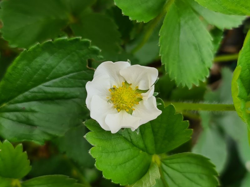 gewone grote aardbei bloemen bloei