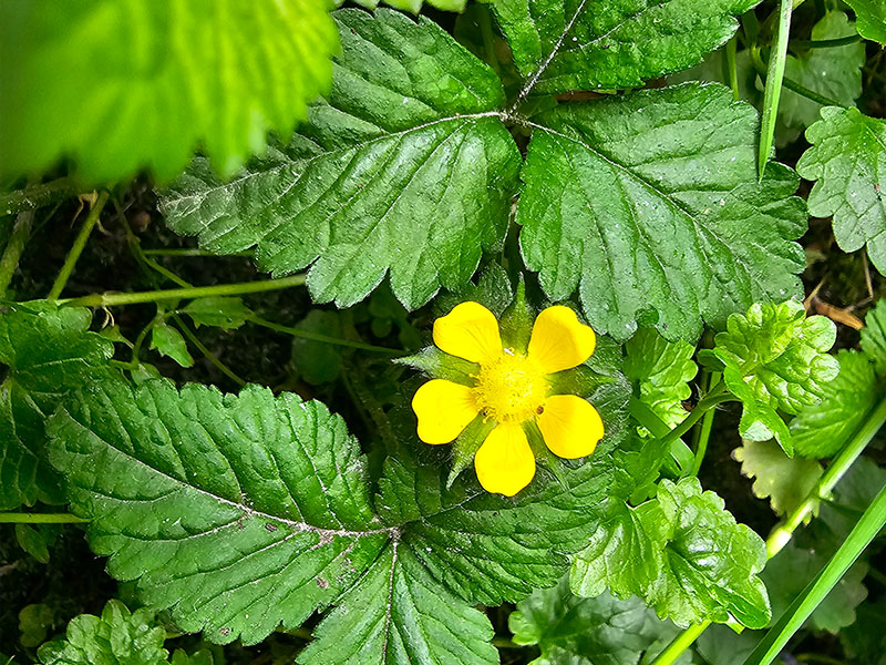 sieraardbei schijnaardbei sier aardbei geel gele bloemen bloei