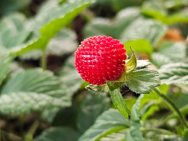 sieraardbei schijnaardbei sier aardbei vruchten oogsten eetbaar plukken sieraardbeien