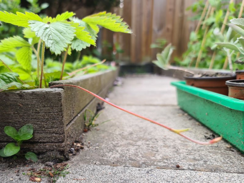 aardbei uitlopers aardbeien stekken aardbeienplant stekken afleggers uitlopers aardbeienplantjes vermeerderen