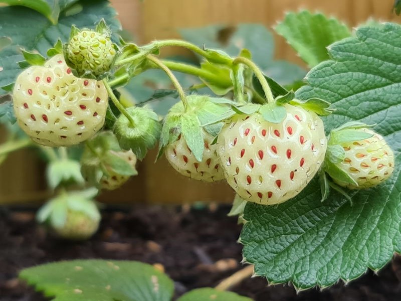 witte aardbei ananasaardbei pineberry