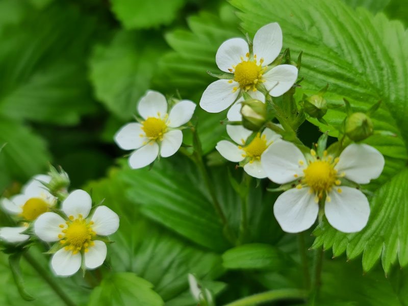 wilde aardbei bosaardbei bloemen bloei