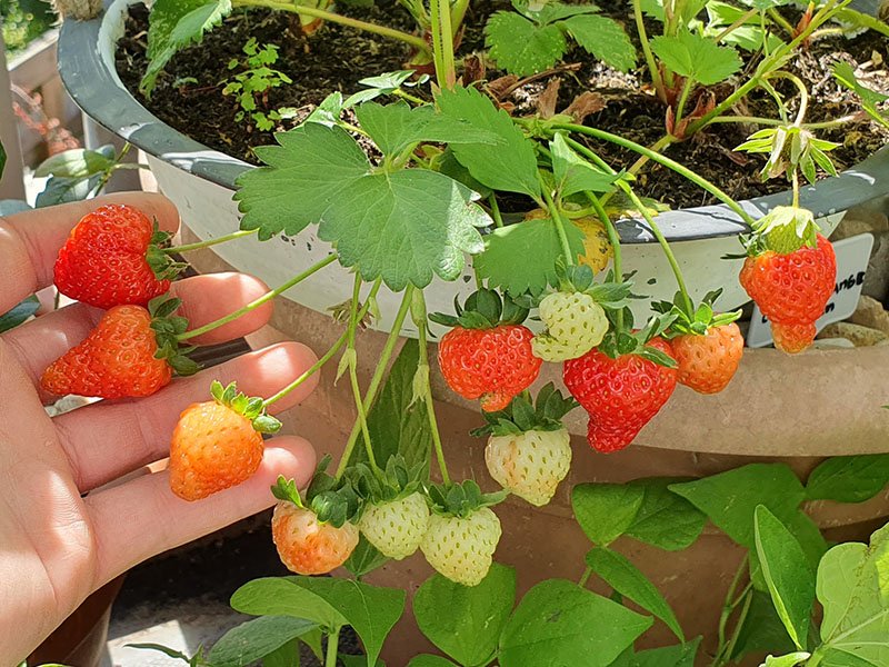 aardbei oogsten plukken keukenplanten