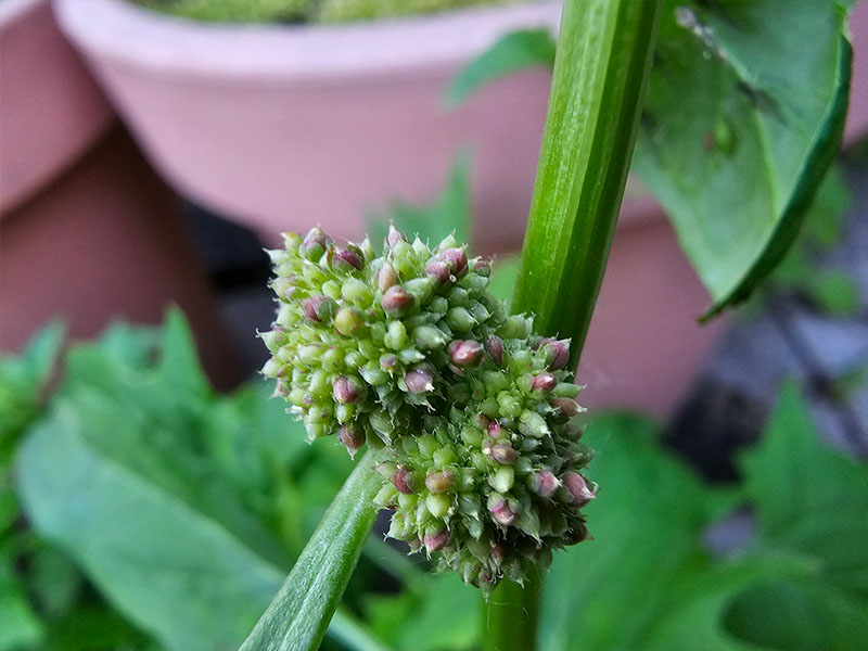 aardbeispinazie bloemknopjes beginnende bloemetjes bloei bloemen