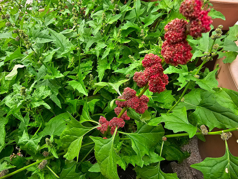 aardbeispinazie bloemknopjes beginnende bloemetjes bloei bloemen bloeistengels doorschieten