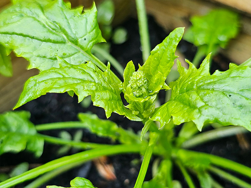 aardbeispinazie bloemknopjes bloeistengel bloemetjes bloei bloemen aardbeimelde