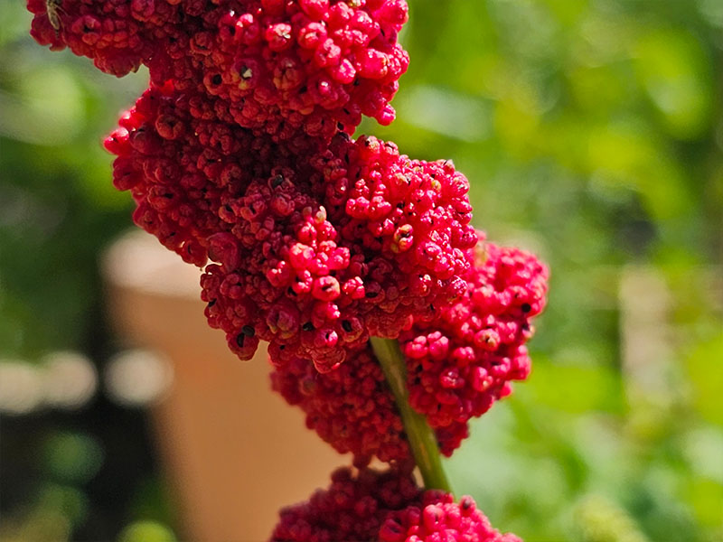 aardbeispinazie rode vruchtjes oogsten wanneer uitgebloeid aardbeimelde