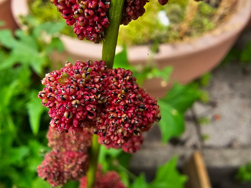 aardbeispinazie bloemen bloei bestuiven bestuiving keukenplanten