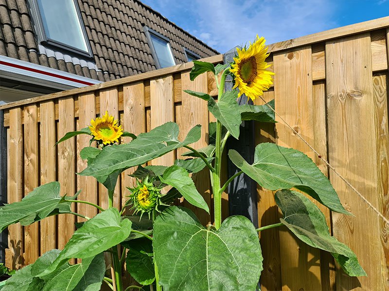 zonnebloemen planten zonnebloemen kweken moestuin zonnebloempitten kweken bloeiende zonnebloemen reuzenzonnebloemen