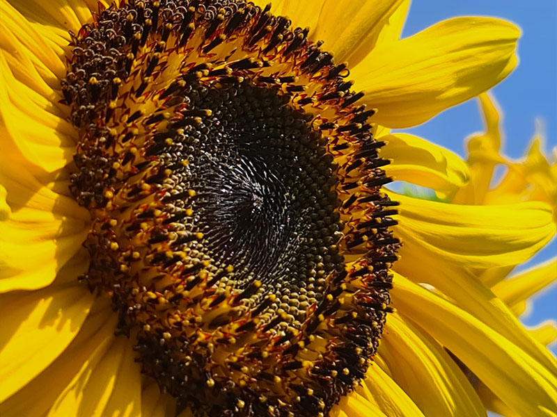 zonnebloem bloemen bloei bestuiven bestuiving keukenplanten